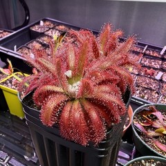 Drosera Graomogolensis 3 Plants Potted. Large, Easy Care Species