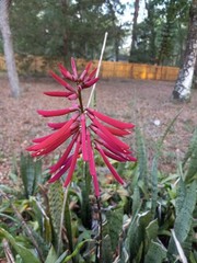CORAL BEAN Pack Of 10 Seeds, Florida Grown Erythrina herbacea FREE SHIPPING