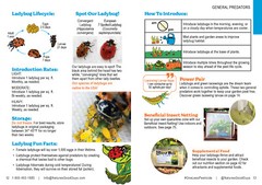 NaturesGoodGuys – Live Ladybugs – General predators