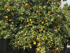 10 Pounds, 1 Box Of Freshly Picked Sweet & Juicy Valencia Premium Oranges.