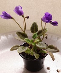 African Violet ~ Vallarta Campanas Moradas (Micro) ~ Live Plant