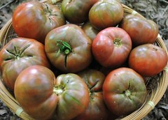 Cherokee Purple Tomato Seeds, Heirloom, NON-GMO, Variety Sizes, FREE SHIPPING