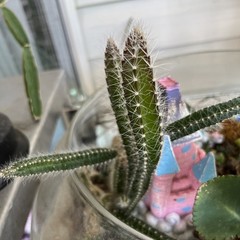 Dog tail cactus rooted Easy care . Soft thorns . Bare root plants from 3-7 ins