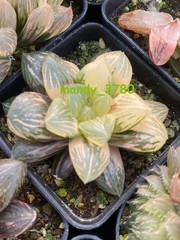 Haworthia Obtusa Hybrid varigated Succulent plants potted Plants 7-8CM