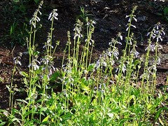 Lyreleaf Sage Salvia Lyrata Native 300 seeds Fresh From 2023 for Hummingbirds