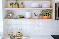 Tillandsia Leonamiana Air Plant – Easy Care Live Indoor Outdoor House Decor