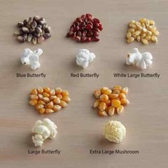 Bulk Carnival King Extra Large Mushroom Popcorn Kernels (select size below)