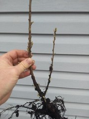 1 Nanking Cheropugy bush cherry, rooted plant. Zones 4-8