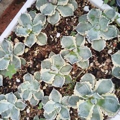 8CM Succulent Cactus Agave Plant Agave Isthmensis Variegated Home Garden Plant
