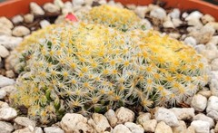 Mammillaria Schiedeana 5 Headed Cluster 3.25″ Wide – Bare Root