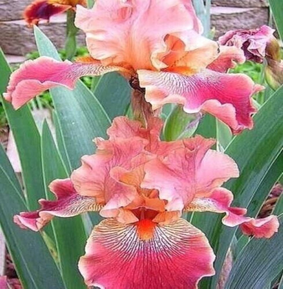 50 Iris Seeds Much Less Money Than Bulbs ..