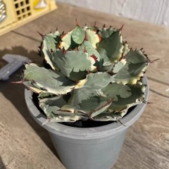 8CM Succulent Cactus Agave Plant Agave Isthmensis Variegated Home Garden Plant