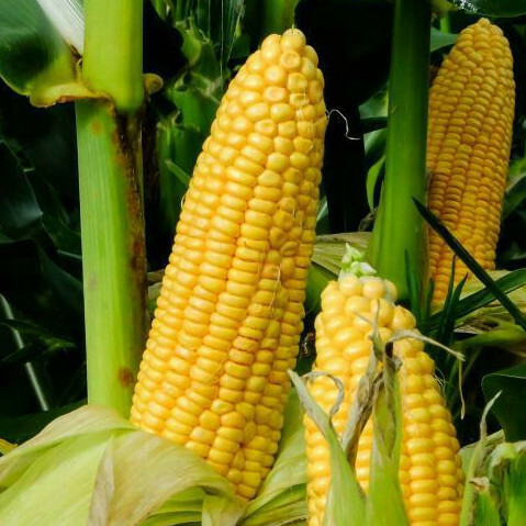 Honey Select Triple Sweet Corn Seeds | AAS Winner Untreated Yellow SY Seed 2023