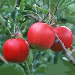 Red Delicious Apple tree seeds 5 count
