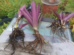 10 Bare root Dwarf Oyster Ready To Plant In A Terieum Chem Free
