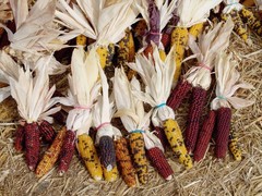 50 INDIAN MINI MIX CORN Miniature 4″ Ears Ornamental Zea Mays Vegetable SEEDS