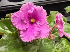 African Violet Plant Optimara Everglory Standard Big Starter Prolific Bloomer!