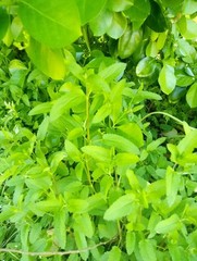 15 Florida Betony (Stachys floridana) Root Tubers- Freshly Dug & Ready To Plant