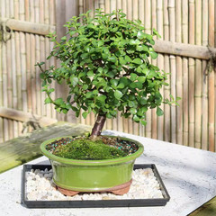 Dwarf Jade Bonsai Tree Indoor Plant with Ceramic Bonsai Pot Container, 4-Years O