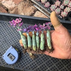 8CM Succulent Cactus Plant Senecio Articulatus Variegata Asteraceae Home Garden