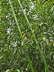 Madake Bamboo Rhizomes 1–12 Pack (Phyllostachys bambusoides) • Fast-Growing