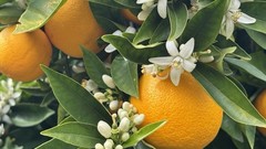 10 Pounds, 1 Box Of Freshly Picked Sweet & Juicy Valencia Premium Oranges.