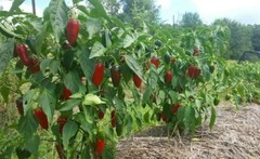  Jalapeno Pepper (25) Seeds Green to Red Tasty Vegetable Prolific Growth