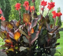 Canna Bulbs Red Flowers Tall Plants ONE Bronze Leaf Lily Rhizome