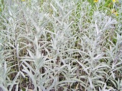 301+PRAIRIE SAGE Flower seeds White Sagebrush Perennial Native Wildflower smudge