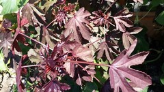 Organic Edible Cranberry Hibiscus Seeds x 25 by Edie’s Eden