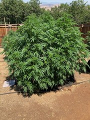 Mankinds organic cannasoil fertilizer amendment bags 6lbs. Mixes 200 gal of soil