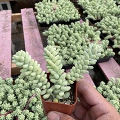 4 Packs Burro’s Tail Sedum Morganianum Donkey’s Tail Rooted in 2 inch Planters