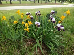 15 Iris Fresh Bearded Iris Rhizomes Mixed Varieties