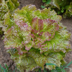 500+ LETTUCE SEEDS — PRIZEHEAD —- LEAF — NON GMO — ORGANIC