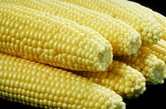 100 IOCHIEF YELLOW SWEET CORN AAS Winner Zea Mays Vegetable Seeds *Combined S/H