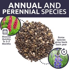Bulk Lupine Mix Wildflower Seeds 1/4 Pound Bag – Over 4500 Untreated Annual a…
