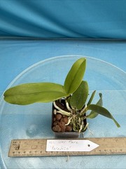 Cattleya Solar Flare ‘Paradise’ White Yellow Flare NBS Orchid Hybrid 2.5” Pot