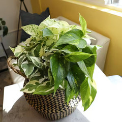 4.25 In. Pothos Asst (4-Pack)
