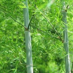 50+Giant Moso Bamboo Seeds Perennial evergreen Grows Edible Bamboo shoots USA