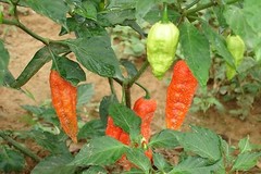 Ghost Pepper Powder 1kg | Super Hot Ghost Chili – Quality Guaranteed!