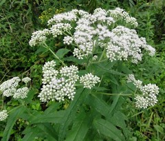 300 Common Boneset Seeds – Eupatorium perfoliatum – None-GMO Medicinal Herb