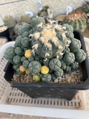 15-17cm LW Plant variegated family indoor and outdoor selfroot#