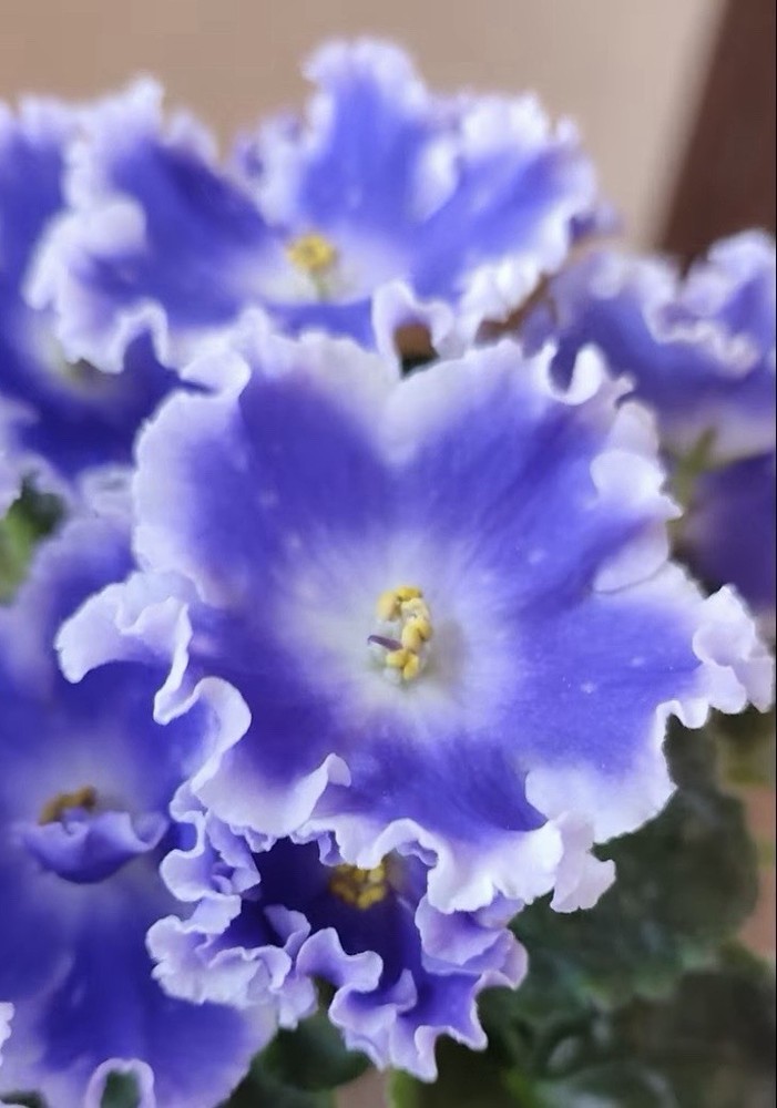 African Violet PLANT ~ NK- Spokoynoy Nochi (Good Night) Leaf Pot