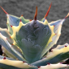 8CM Succulent Agave Plant Agave Parrasana Raiko Nishiki Variegated Home Garden