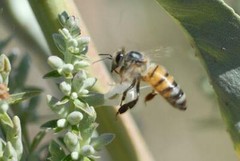 Salvia apiana | White Sage | White Sacred Sage | Bee Sage | 100 Seeds