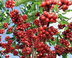 120++ Premium Coffee Seedss (Coffea sp. mundo novo) var. Mundo Novo Coffee