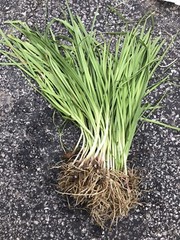 100 Rooted Chinese Chives Plants (Organic Garlic Chives, Over 3 Years Old)韭菜
