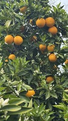 10 Pounds, 1 Box Of Freshly Picked Sweet & Juicy Valencia Premium Oranges.