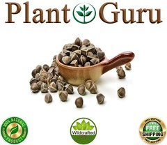 400 Moringa Oleifera Seeds 4 oz. WINGLESS Fresh Organic Semillas de Moringa Tree