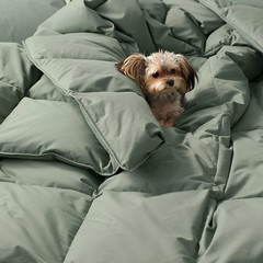 [FLASH SALE] The Company Store LaCrosse Premium Down Light Warmth Comforter